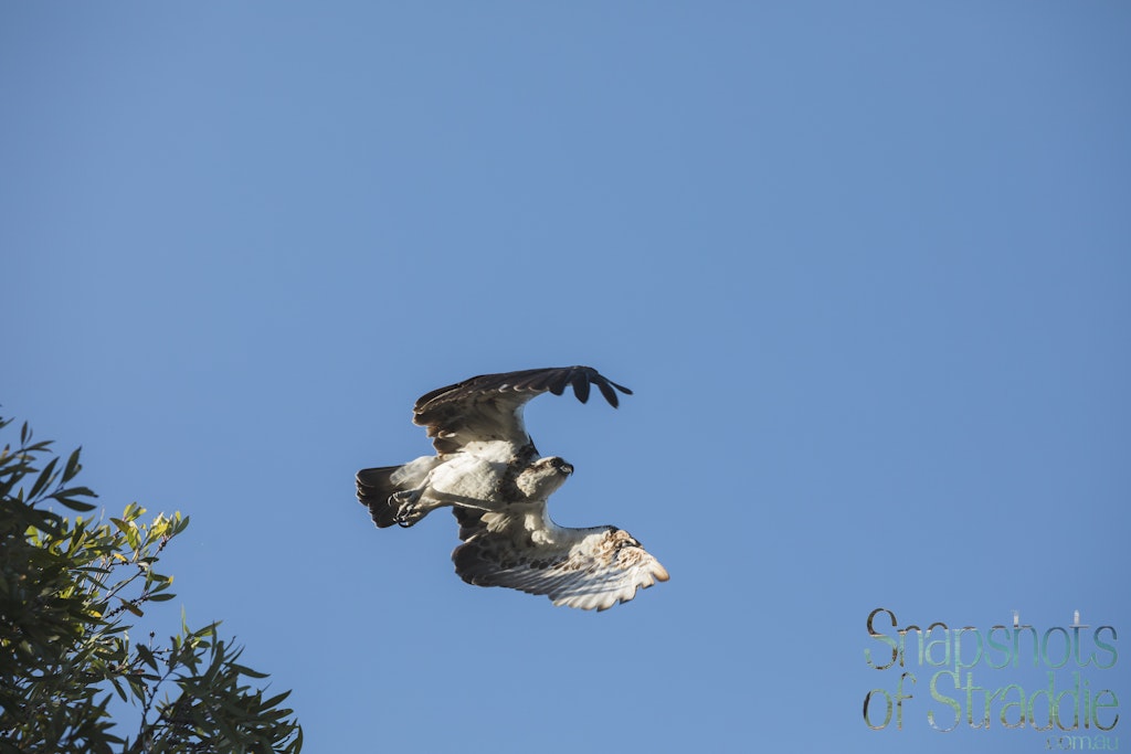 Osprey - Snapshots of Straddie. Wall Art Landscape and Seascape Photography by Julie Sisco. Photos from North Stradbroke Island, Queensland, Australia....