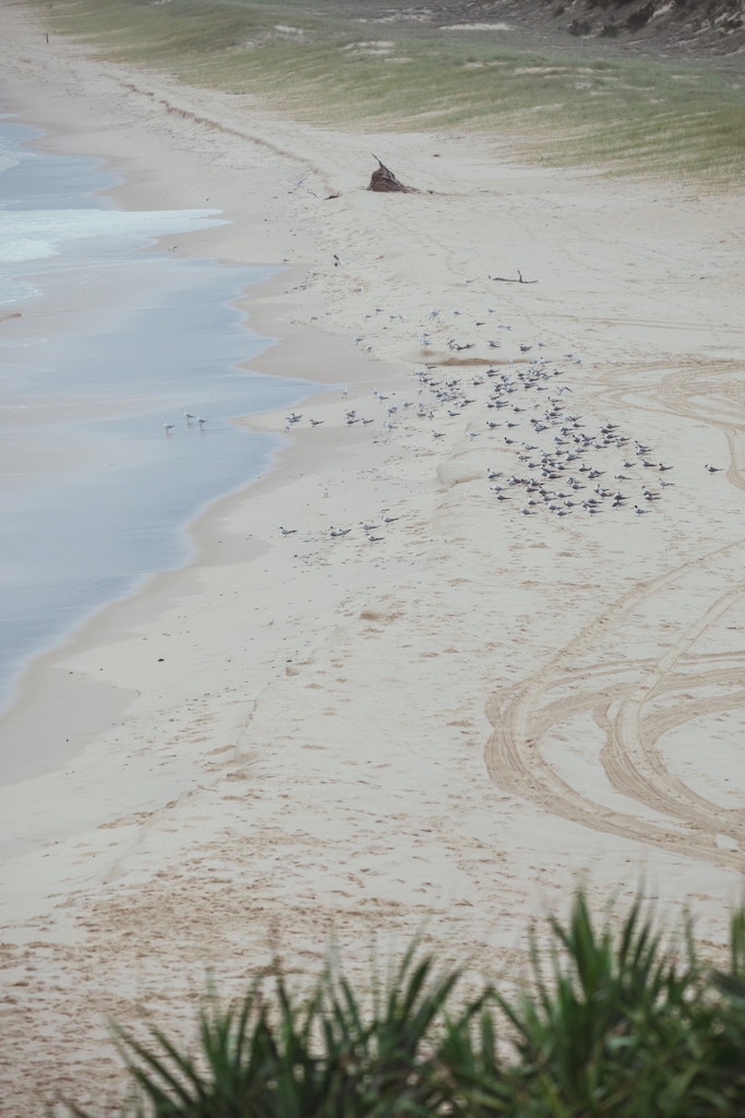 Terns on Main Beach - Snapshots of Straddie. Wall Art Landscape and Seascape Photography by Julie Sisco. Photos from North Stradbroke Island, Queensland,...