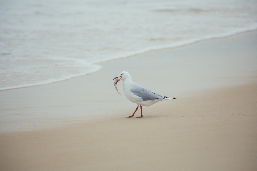 Seagull - Snapshots of Straddie. Wall Art Landscape and Seascape Photography by Julie Sisco. Photos from North Stradbroke Island, Queensland, Australia....