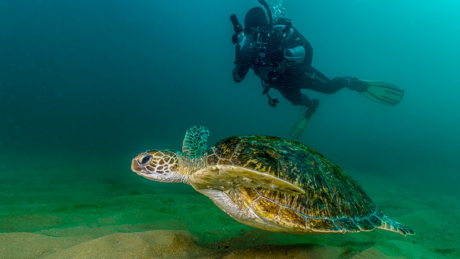 Green Turtles visit Cronulla | MADPIX PHOTOGRAPHY Green Turtles visit Cronulla | MADPIX PHOTOGRAPHY