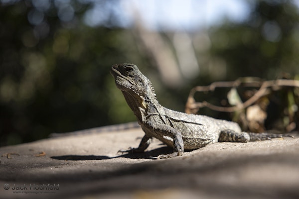Manly to north head along the bluefish track | Inspired by Life Photography