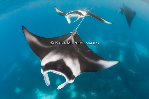 Where to see manta rays in Australia
