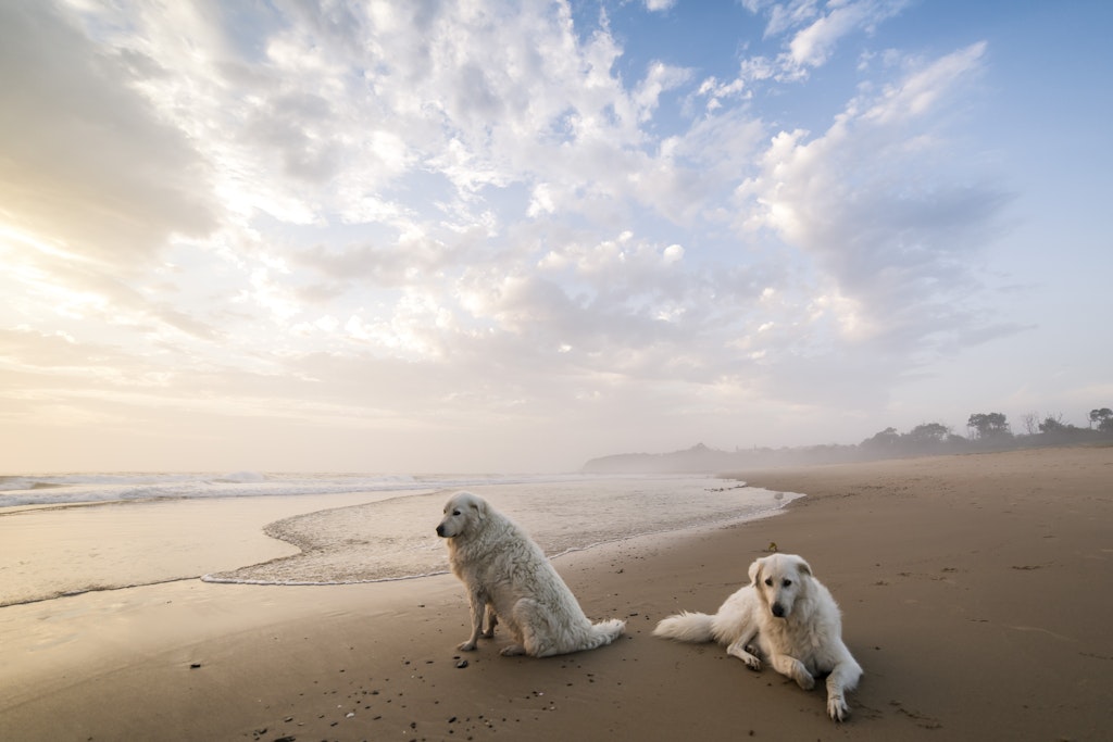 Dogs-61 - Fine art photography of your adored dog by Jude Conning dog Photography