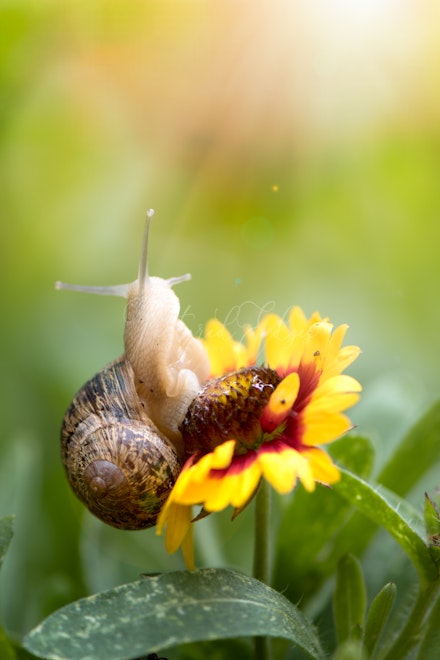 Snails in backyard