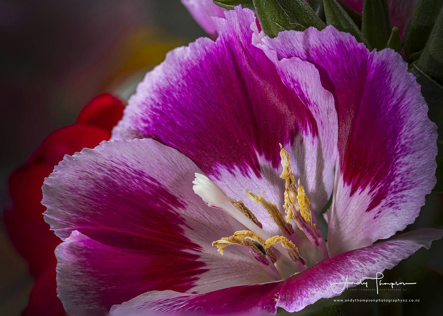 Flower 3ATPNZCopyrightWEB