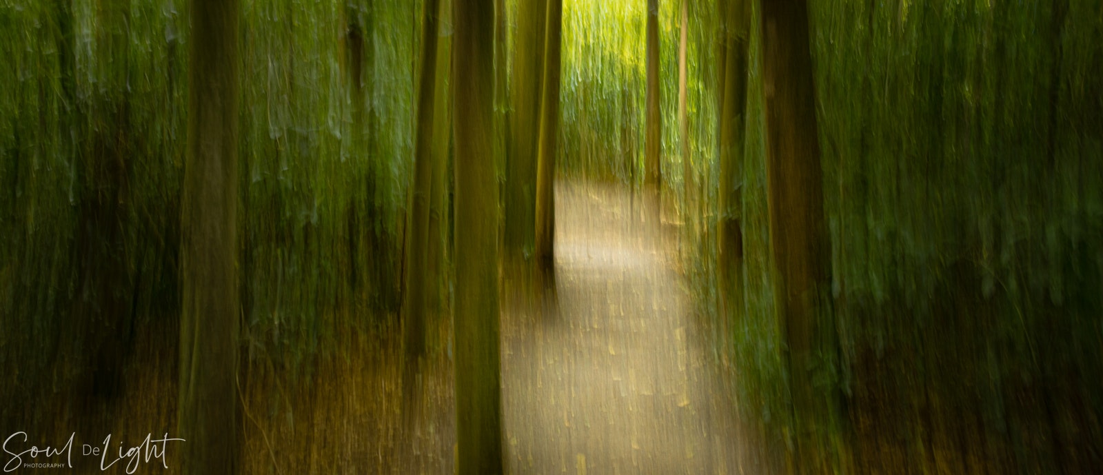 Forest Path