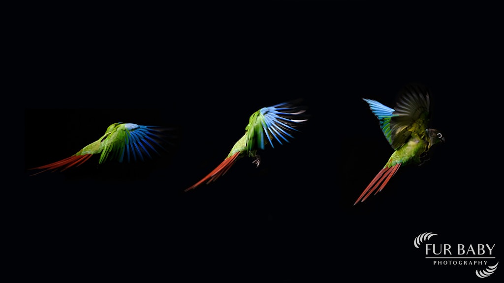 Green Cheek Conure Flying_Fur Baby Photography