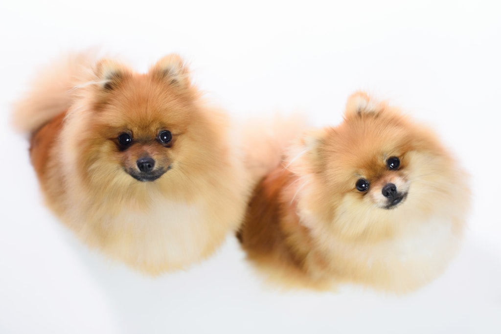 Pomeranian Pair